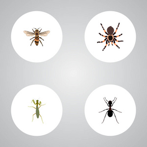 现实的蚱蜢 狼蛛 黄蜂和其他向量元素。Bug 现实符号集还包括 Pismire 黄蜂 蚱蜢对象