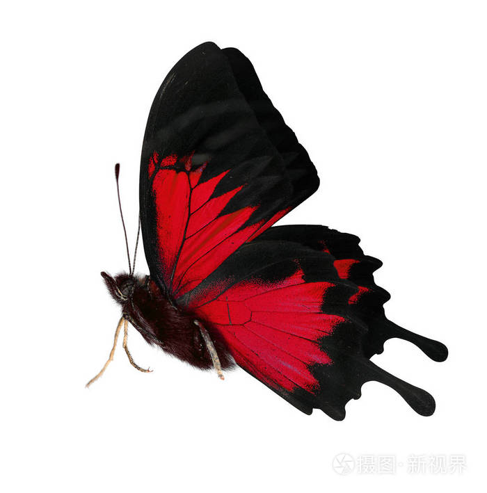 蝴蝶翅膀侧面图片