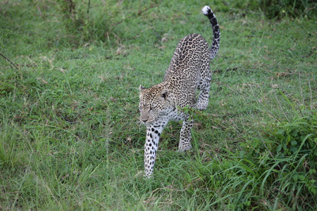 非洲野生动物园野生动物肯尼亚国家公园