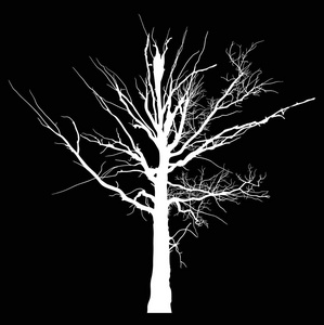 黑色白色死大树剪影照片