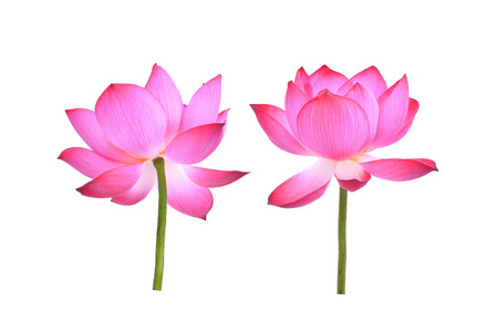 粉红色的莲花花瓣白色背景上孤立