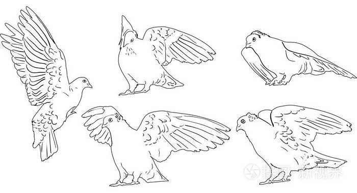 白色背景的鸽子素描插图