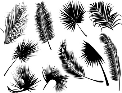 十黑蕨和棕榈十叶子在白色