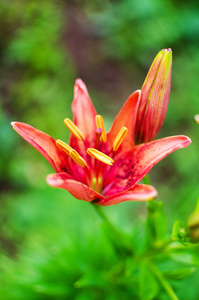 美丽的百合花成长在夏天