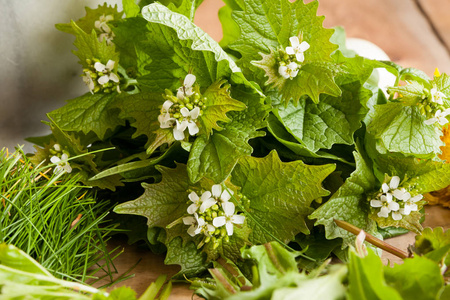 大蒜芥 Alliaria petiolata野生可食植物