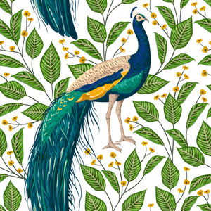 孔雀科动物图片-孔雀科动物素材-孔雀科动物插画-摄图新视界