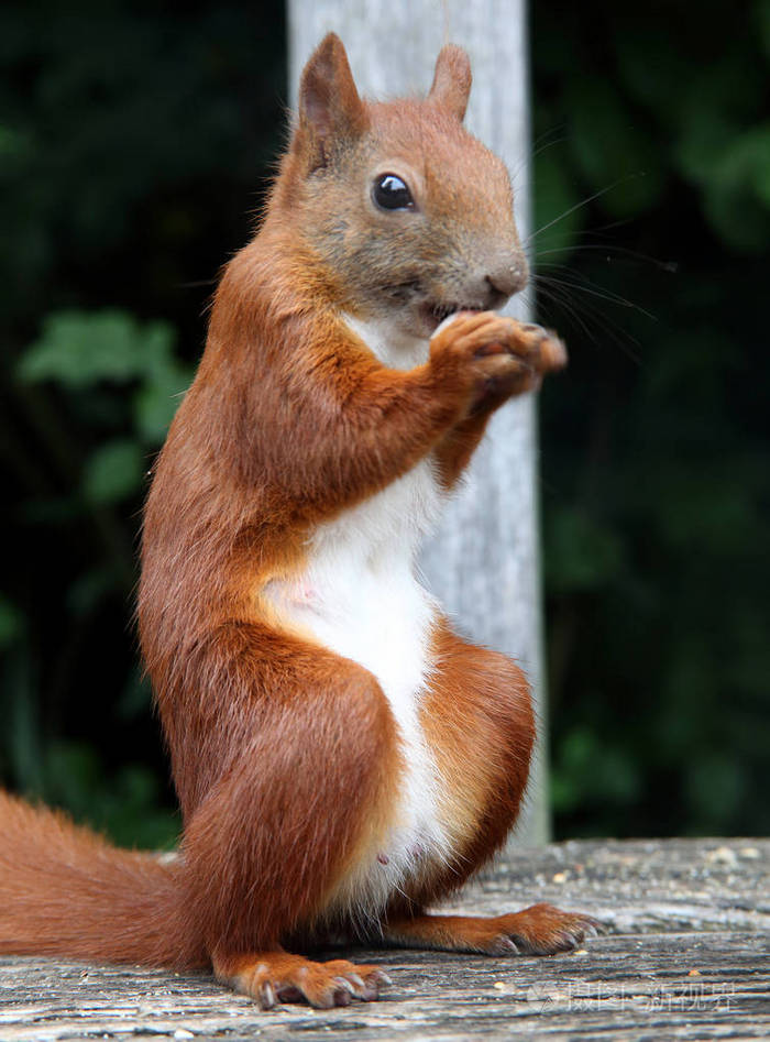 饿了的红松鼠照片-正版商用图片0ywff7-摄图新视界