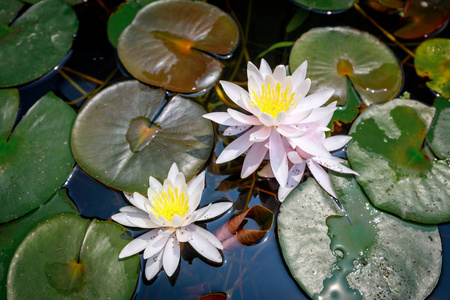 美丽的莲花，在池塘里