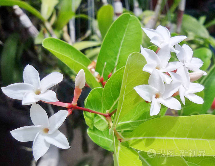 大自然花园 Carissa carandas 孟加拉黑醋栗 白花
