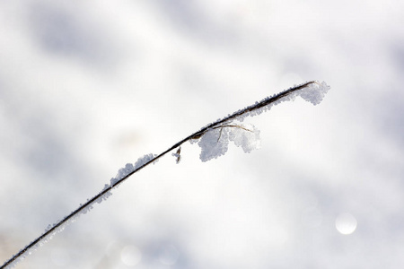 干在雪中的植物，在冬季草