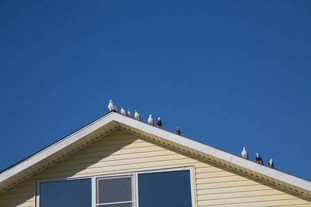 鸽子鸟坐在白色屋顶蓝天背景图片