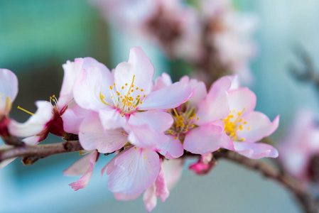 一根杏树枝，一朵朵的花。宏。特写