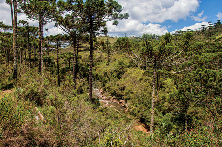 坎波斯多若尔道附近的 horto florestal 松树林溪水和丘陵全景