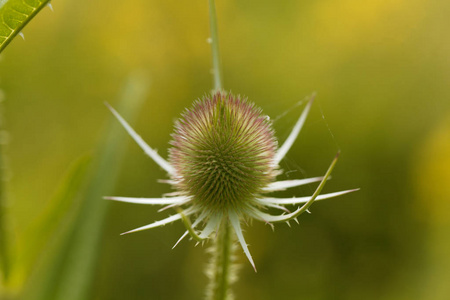 野生茶树, 双枝节菜