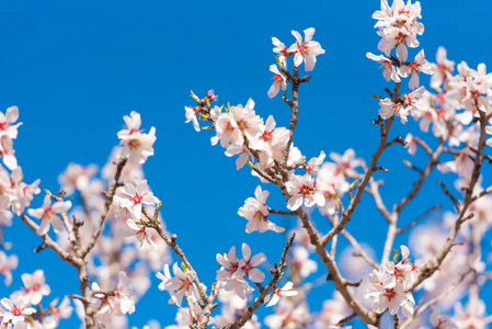 春季开花的一根杏树枝。粉红色的花，蓝蓝的天空背景上