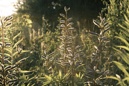 日落日的绿色植物