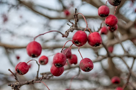 红色的野生山楂浆果