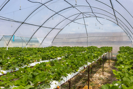 无土草莓种植图片