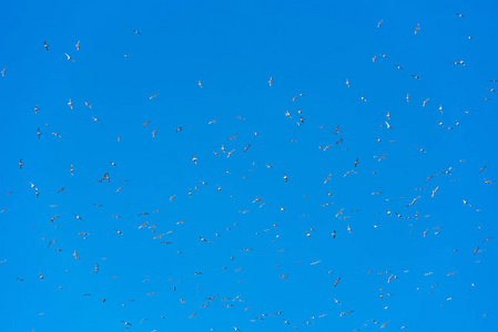 海鸥在蓝色的天窗柔软的焦点飞行。复制文本的空间