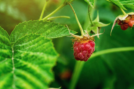 成熟的树莓挂在一个分支，在果树园里的成熟覆盆子关门。覆盆子。种植有机草莓特写