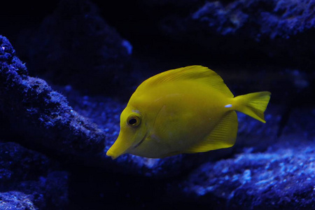 搞笑黄色的鱼，蓝色水族馆视图中