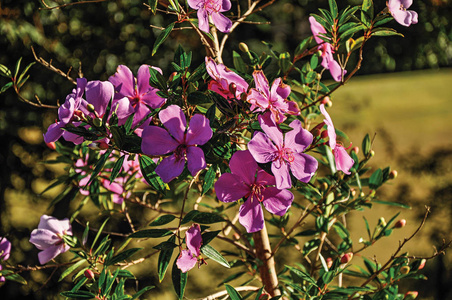根据日出，附近蒙特莱格尔粉色花儿的特写镜头南里