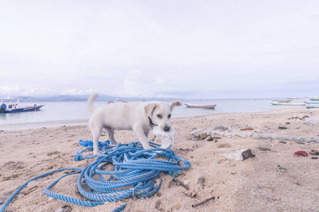 流落街头的狗玩上海滩的努沙蓝梦岛，巴厘岛，印度尼西亚