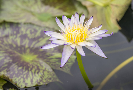 美丽的莲花，在花园里