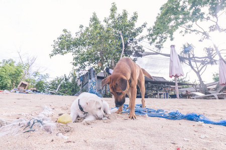 在印尼巴厘岛努沙蓝梦岛海滩岛上玩的流浪狗