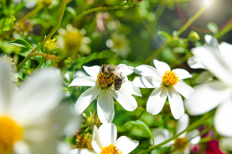 上一朵花的蜜蜂