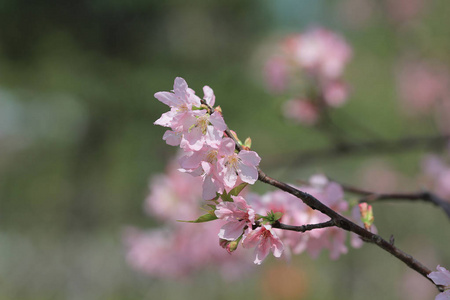 盛开的樱花树