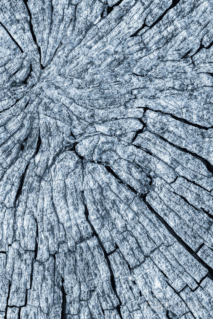 老风化破碎烂树桩顶部表面蓝色 grunge 纹理