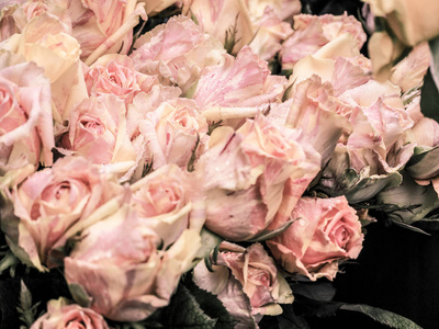 许多玫瑰在花束与水滴。特写。从顶部的视图