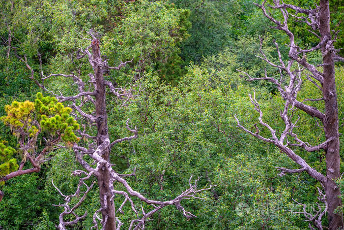 景区全景图的绿色森林灌木丛在夏天