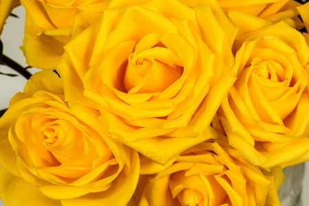 美丽的黄玫瑰特写