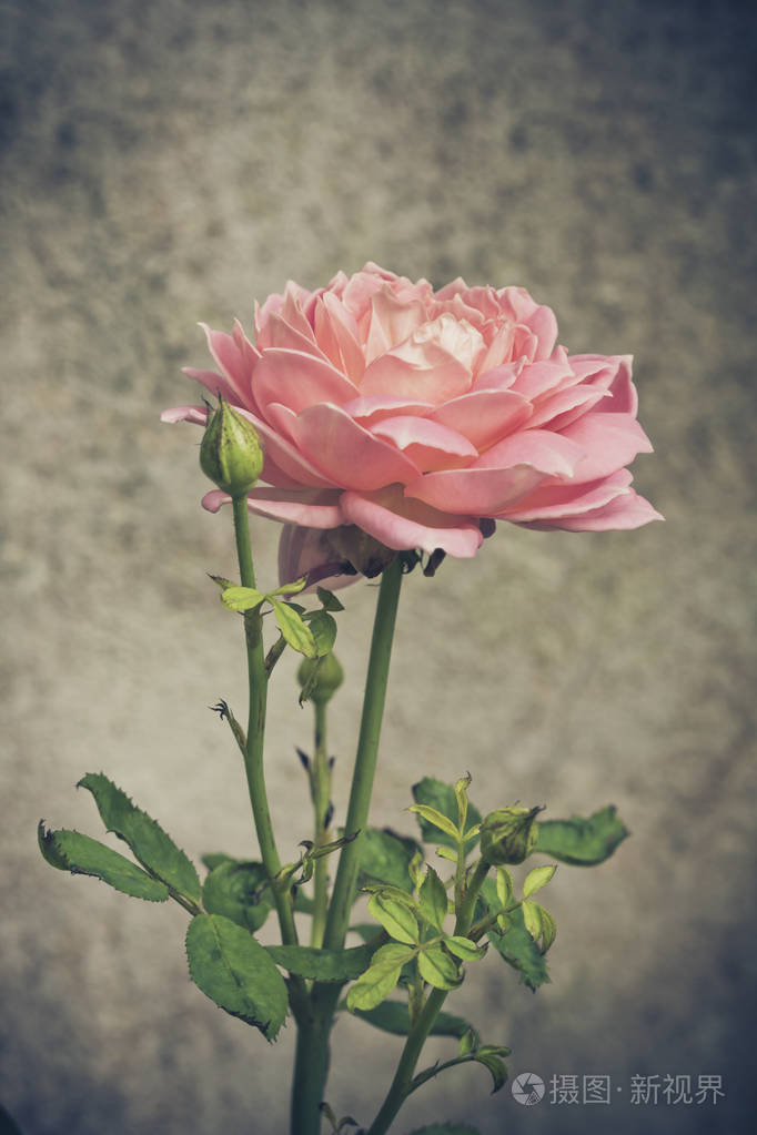 粉红玫瑰背景,浅景深.复古老式惯导系统