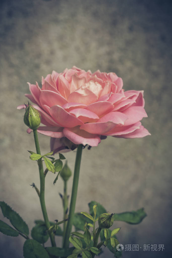 粉红玫瑰背景浅景深复古老式惯导系统