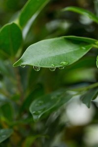 雨落在绿叶性质