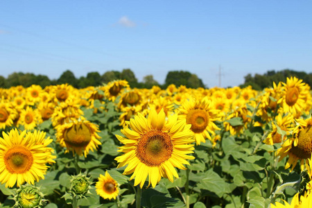 字段在清澈的蓝天和灿烂的阳光下的向日葵。基洛沃格勒地区乌克兰