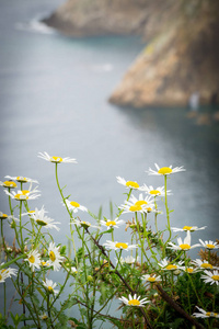 惊人的景观，与海洋 悬崖 海滩 青菜和花