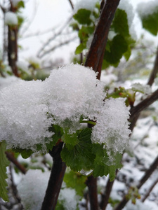 葡萄藤从冰雨后的芽断裂开始图片