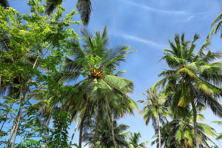 美丽的热带棕榈树的视图