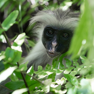 乔扎尼楚瓦卡湾国家公园里的一棵树上的好奇蓬松猿