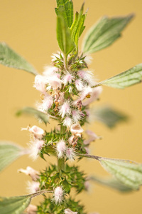 母草, 药用植物与花