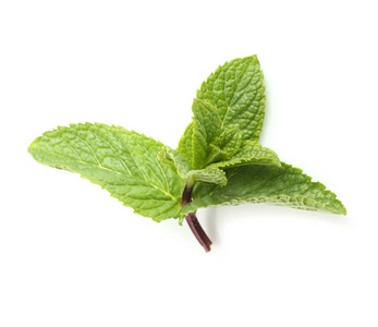 蜂叶子新鲜的柠檬香蜂草的叶子照片