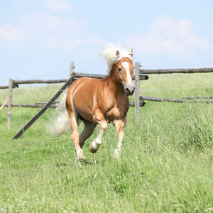 令人惊异的 haflinger 在牧草上运行