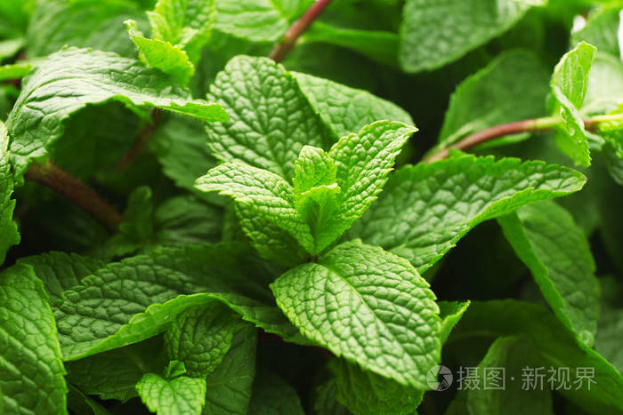 新鲜的柠檬香蜂草的叶子