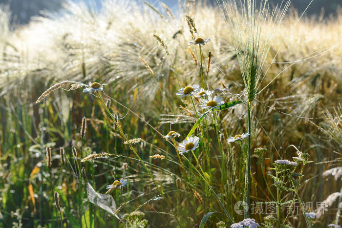 在黑麦外地的雏菊花