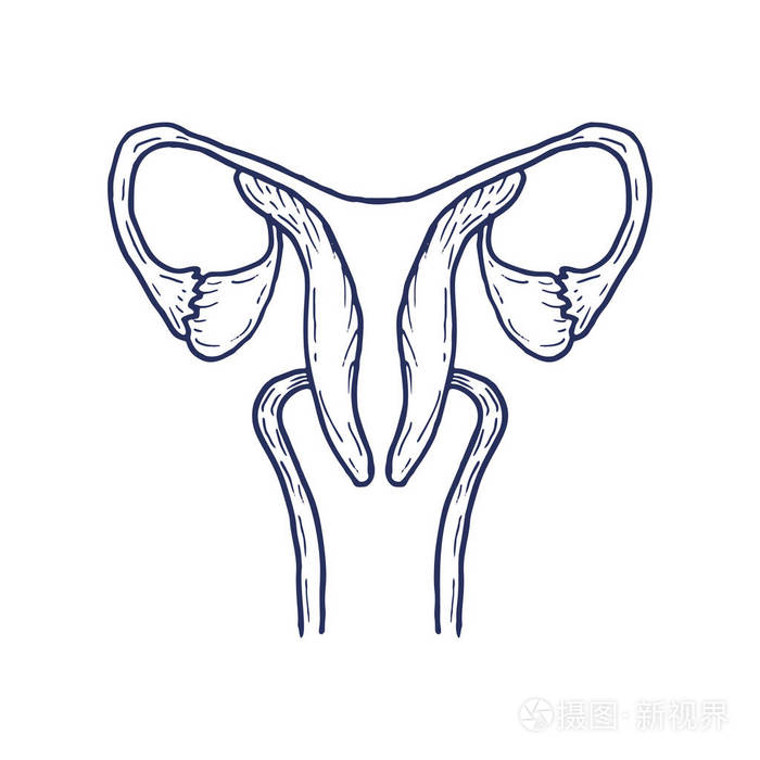 生殖系统结构简笔画图片