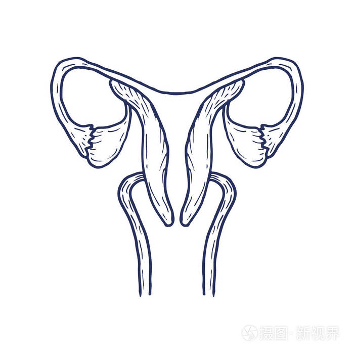 子宫, 卵巢, 宫颈, 输卵管上背景孤立.女性生殖系统